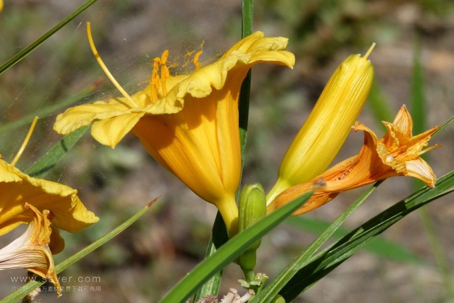 風(fēng)途科技：種植黃花菜需要什么氣候條件？